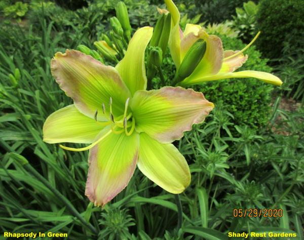 Rhapsody In Green 004