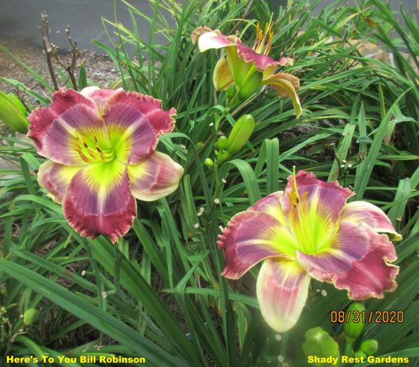 Here's To You Bill Robinson (rebloom) (2)