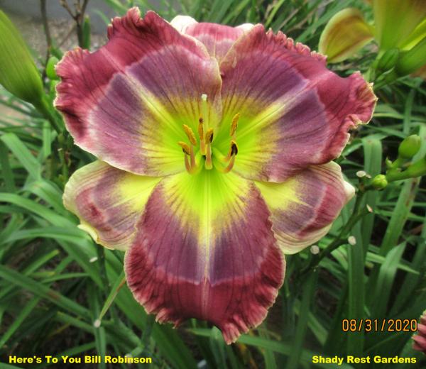 Here's To You Bill Robinson (rebloom)
