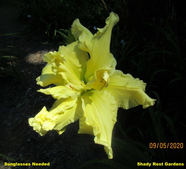 Sunglasses Needed (Rebloom)