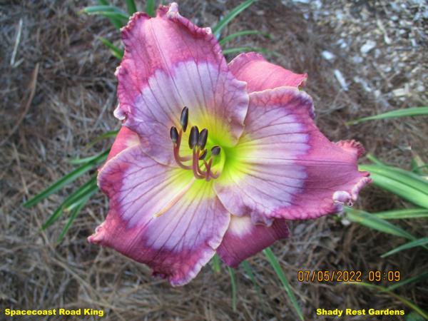 Spacecoast Road King (2)