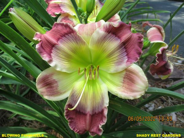 Blowing Pinwheels