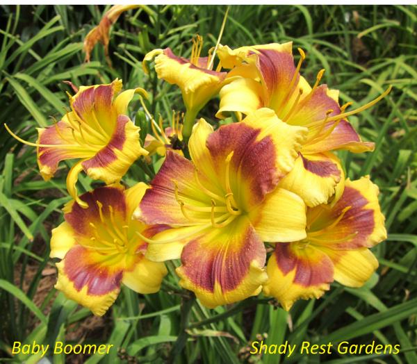Shady Rest Gardens - BABY BOOMER