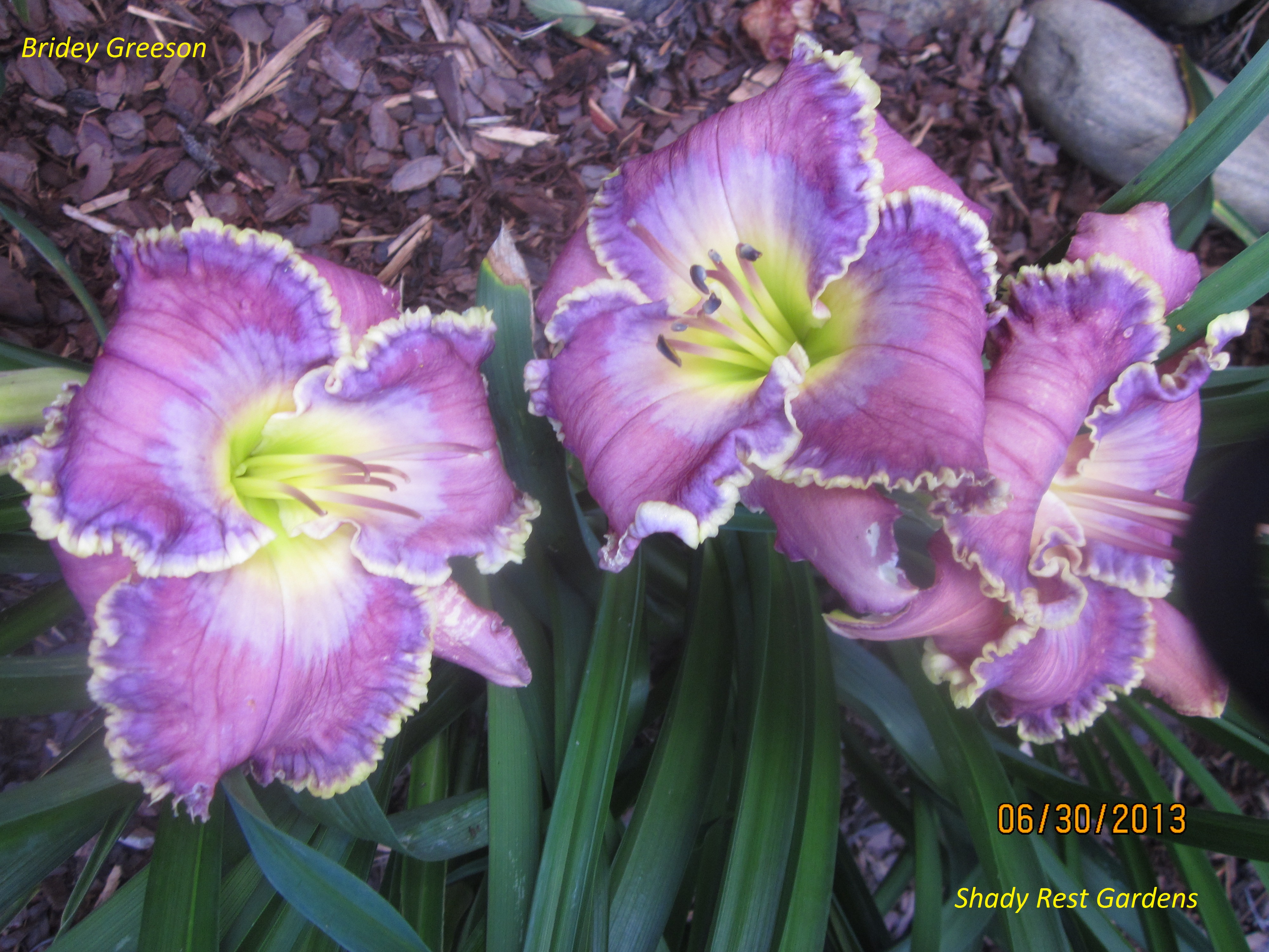Shady Rest Gardens - BRIDEY GREESON