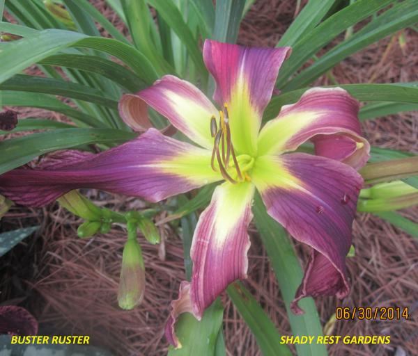 Shady Rest Gardens - BUSTER RUSTER