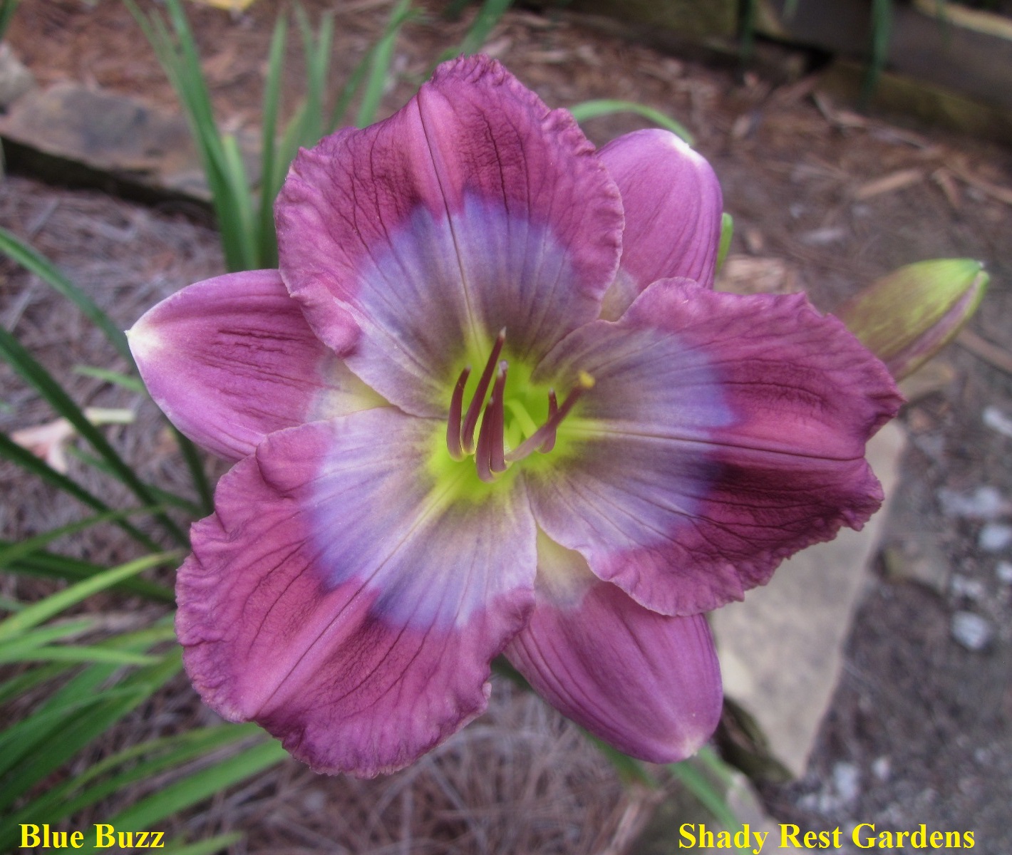 Shady Rest Gardens - BLUE BUZZ