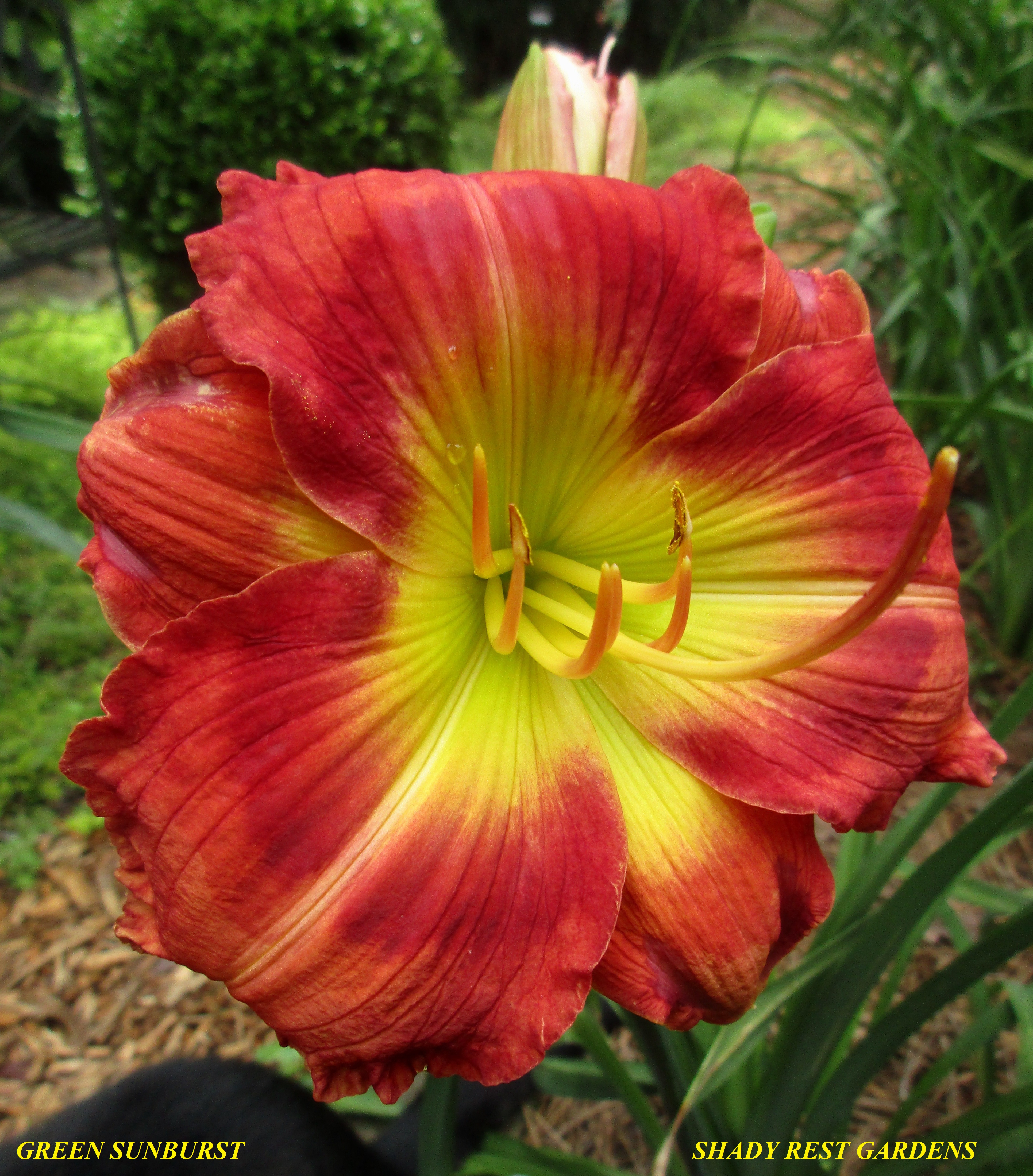 Shady Rest Gardens - GREEN SUNBURST