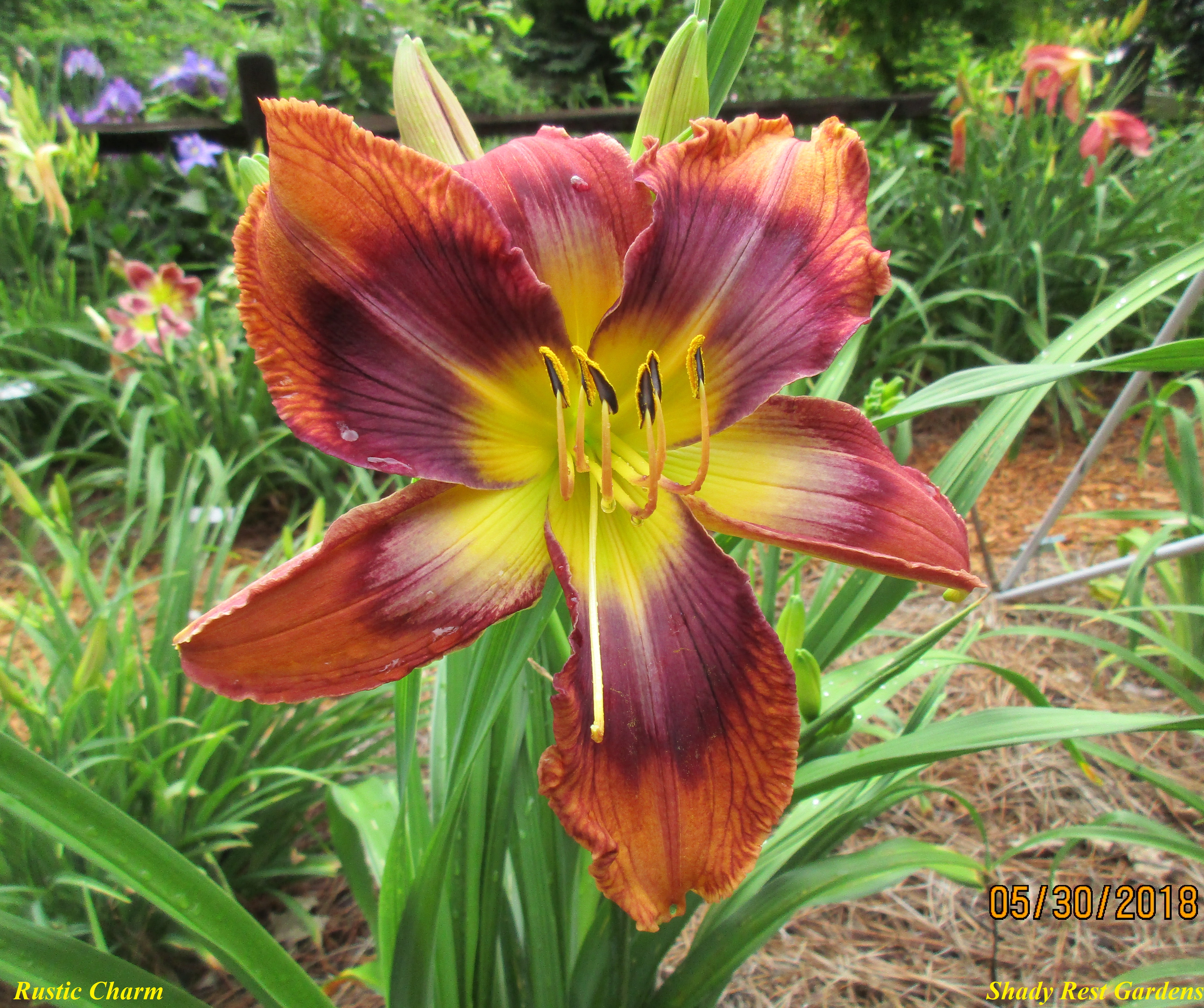 Shady Rest Gardens - RUSTIC CHARM