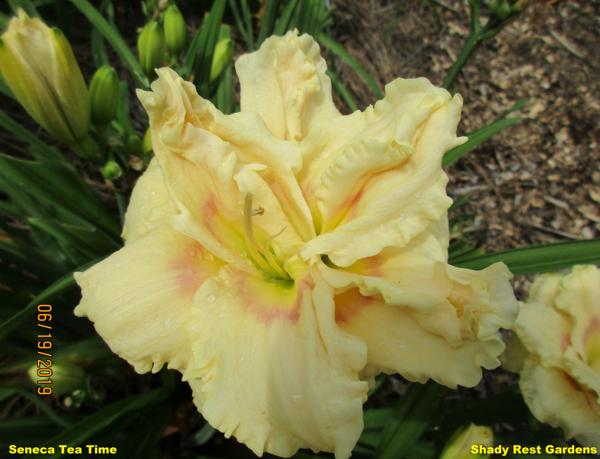 Shady Rest Gardens - SENECA TEA TIME
