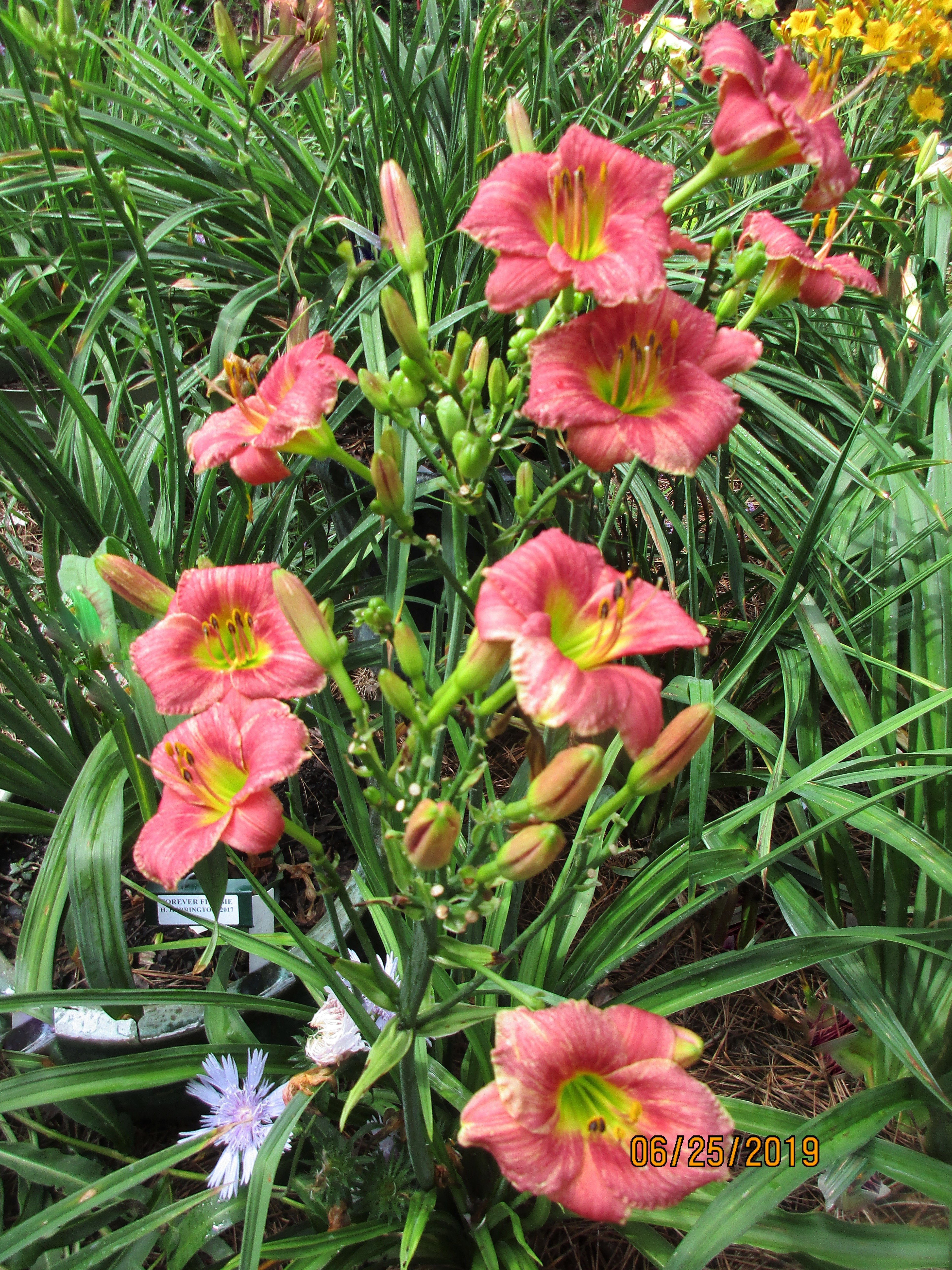 Shady Rest Gardens - LITTLE ROOTIE TOOTIE