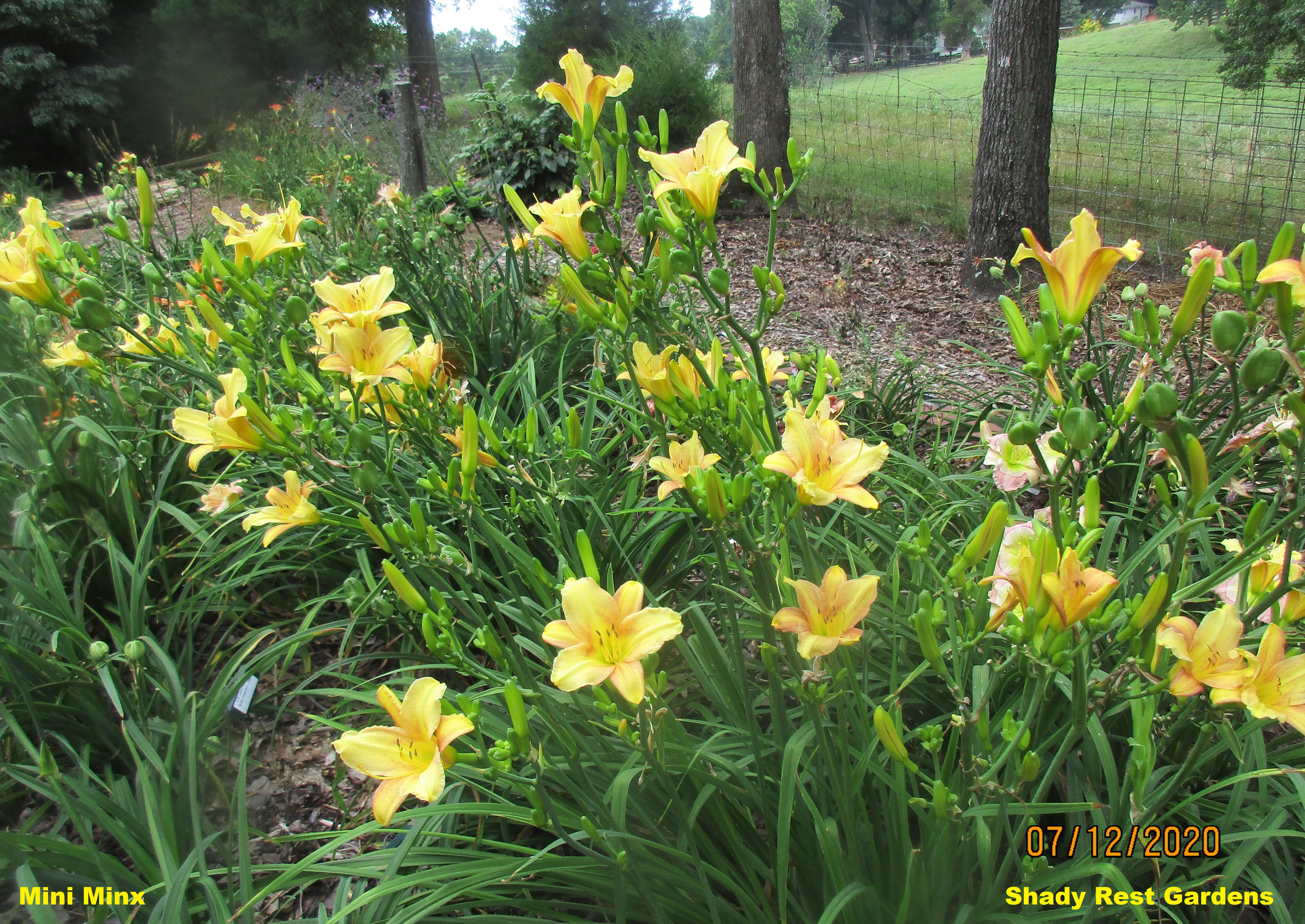 Shady Rest Gardens - MINI MINX