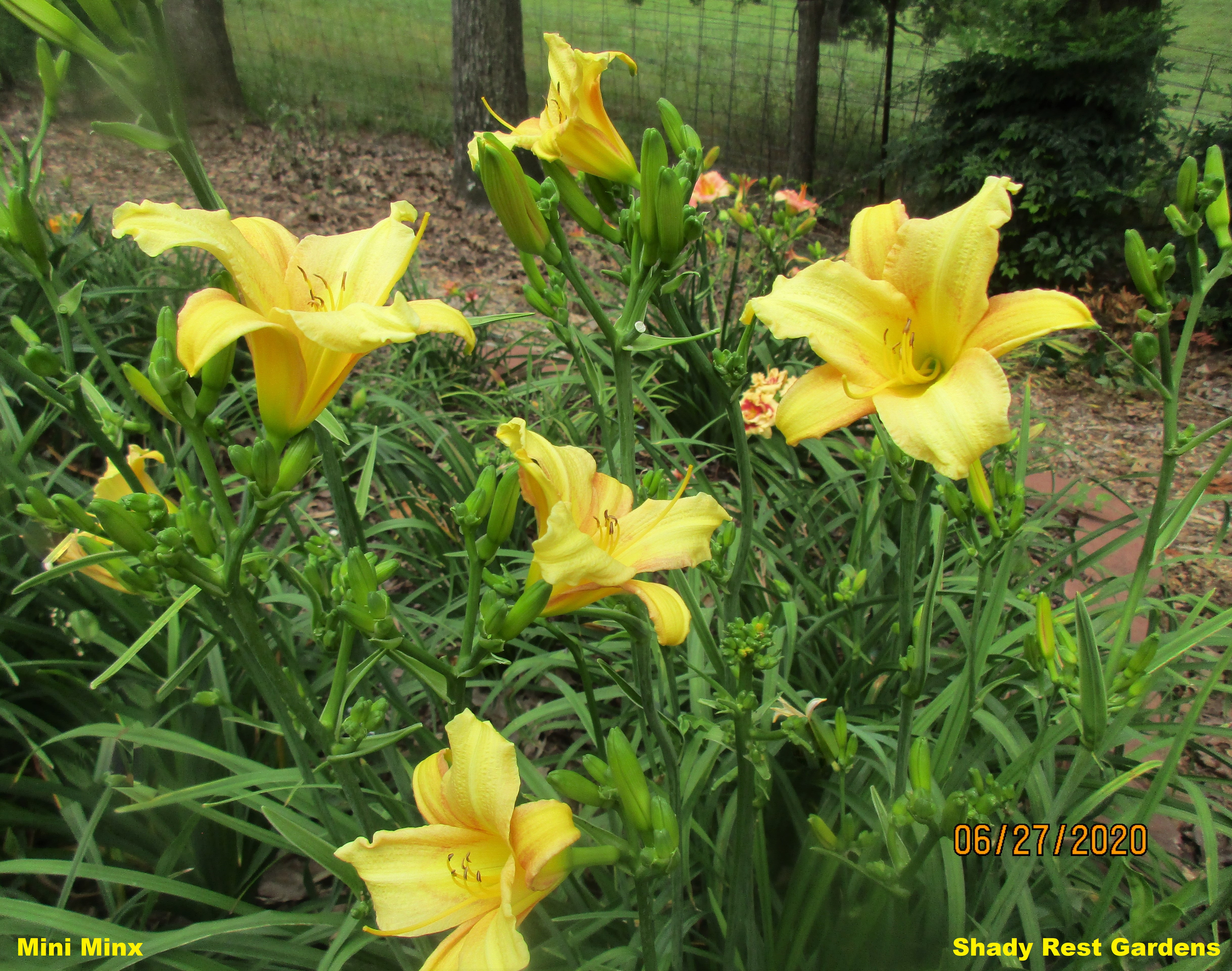 Shady Rest Gardens - MINI MINX