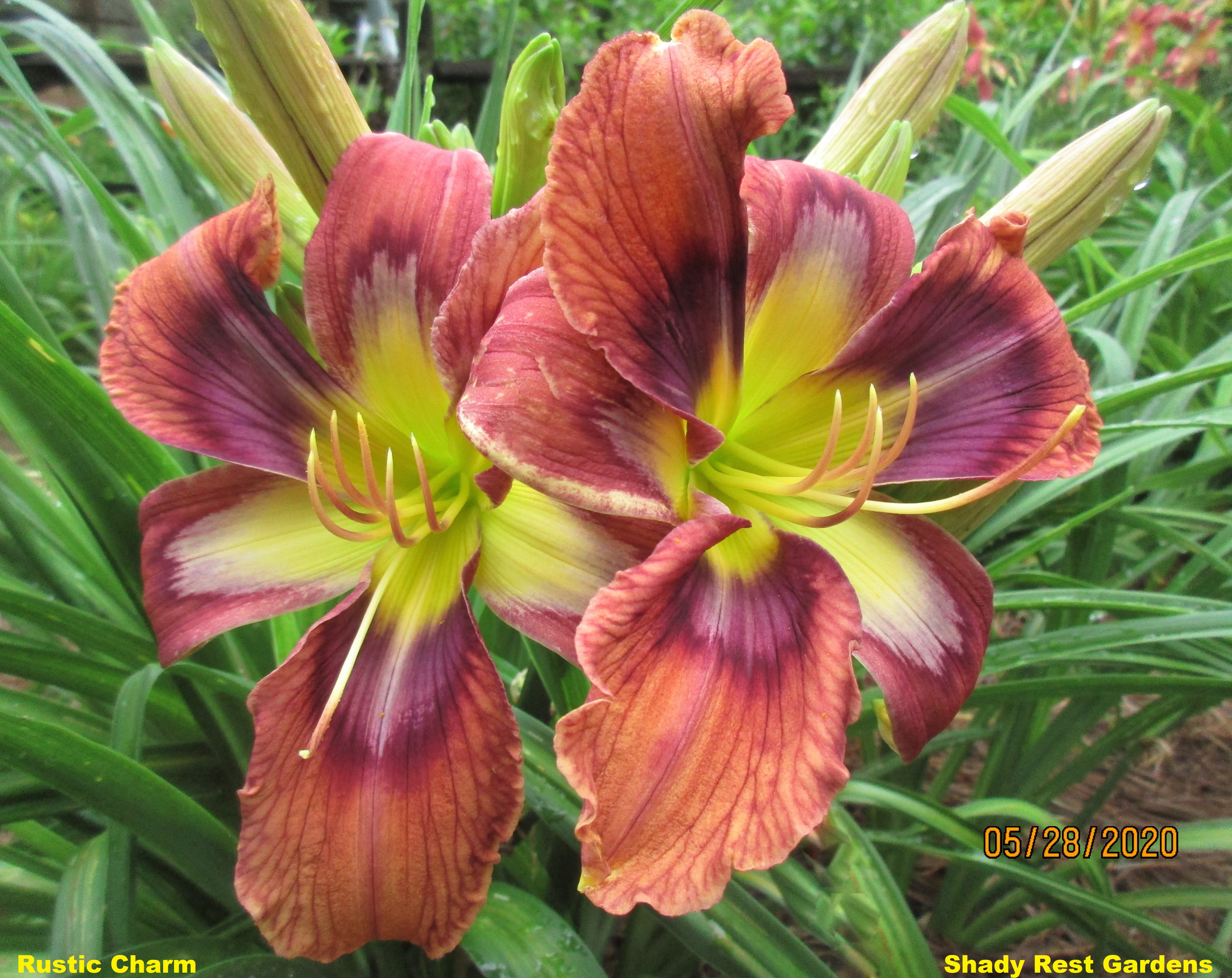 Shady Rest Gardens - RUSTIC CHARM
