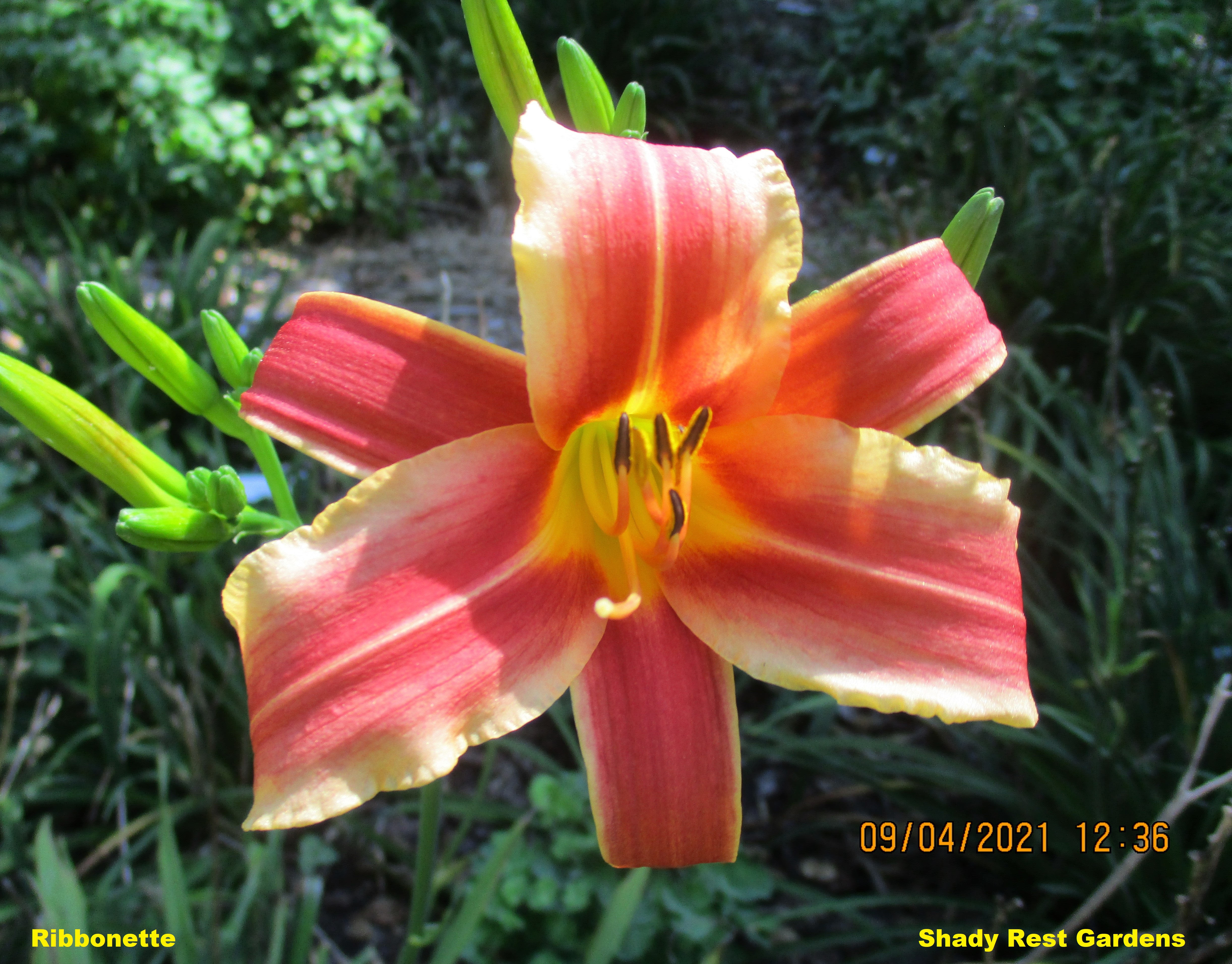 Shady Rest Gardens - RIBBONETTE